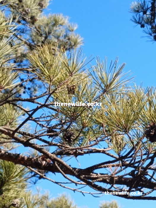 솔잎 효능 노화 방지 비타민C 베타카로틴
