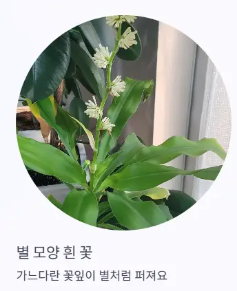 별 모양