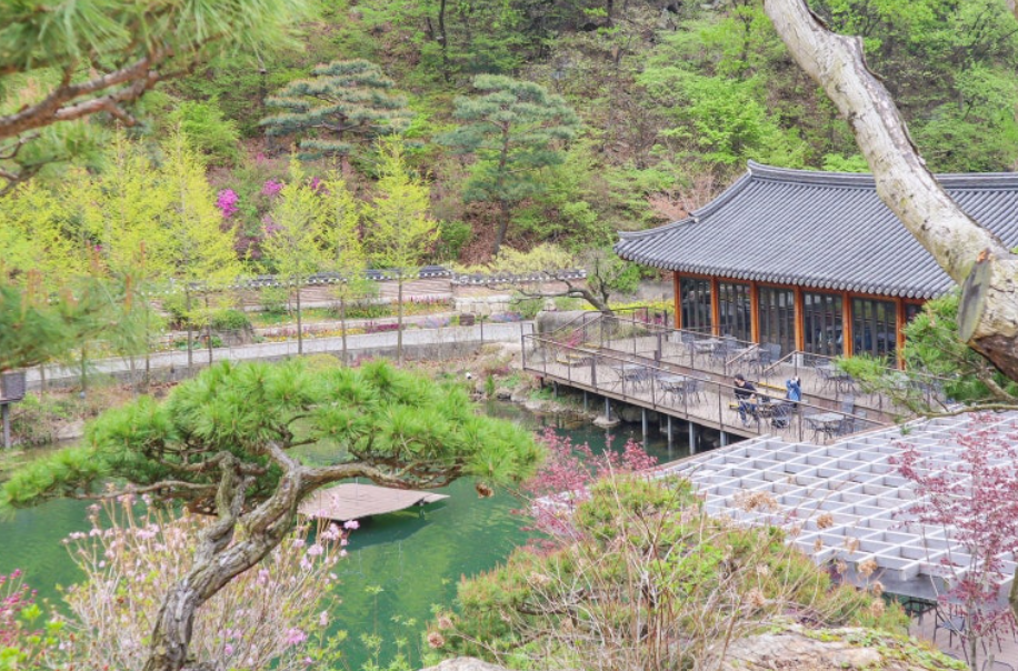 2025 화담숲 벚꽃 개화 시기 실시간 현황