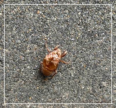 우화 과정(나무에 자리잡은 모습&amp;#44; 보도블럭을 나무로 착각하는 불쌍함)