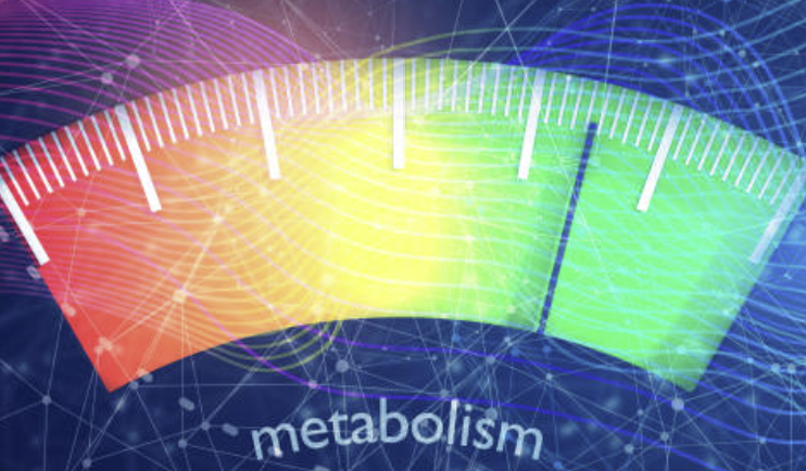 Biotransformation Metabolite Profiling &ndash; Unknown Metabolite 구조 동정 Workflow 완전 정리
