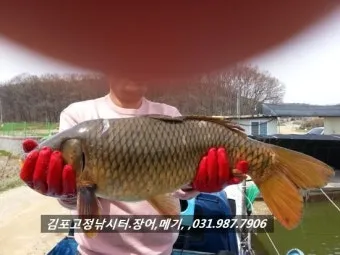 낚시 대상어 붕어 잉어 향어 입질 시간과 채비 팁_13