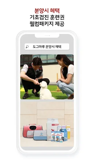 유기묘 새끼 고양이 무료 분양 어플 앱-21 유기묘 새끼 고양이 무료 분양 어플 앱-21