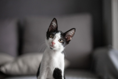 쳐다보는 고양이