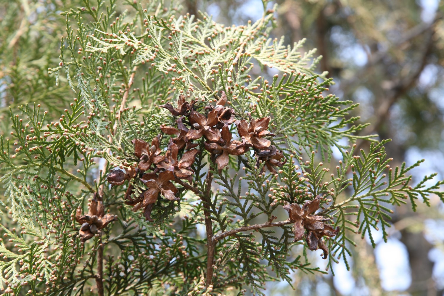 측백나무 종류와 가격