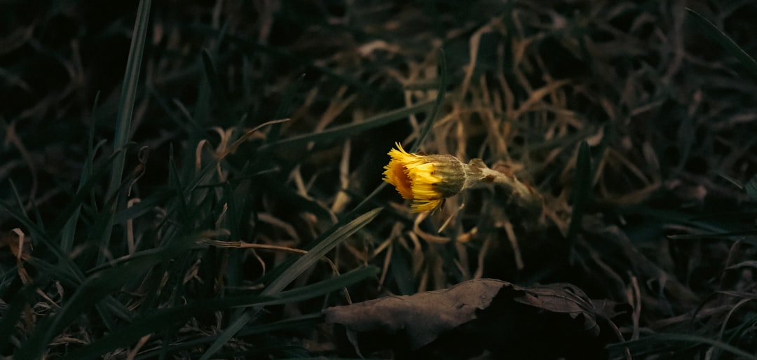 Drama