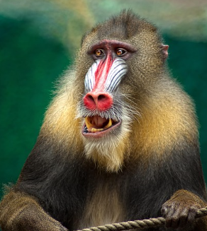 원숭이띠 2025년 운세