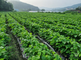 순치기와 북주기