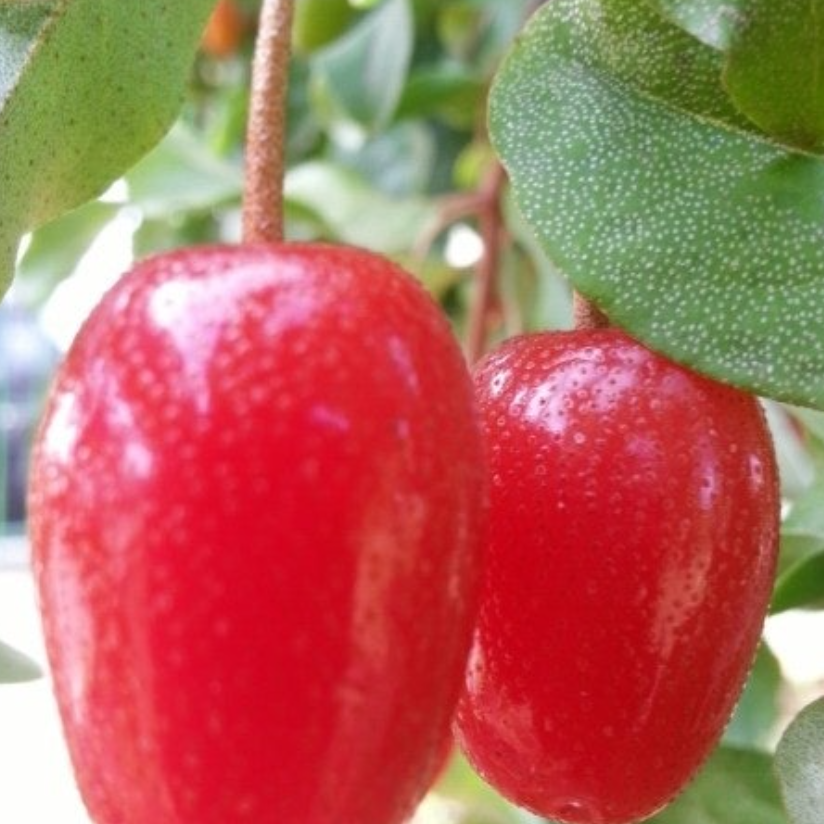 보리수-열매-효능-부작용-하루-섭취량-관련-사진