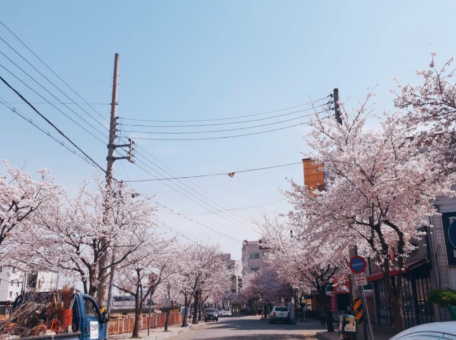 조치원 벚꽃축제 : 축제는 끝났지만 하이라이트는 지금부터!!
