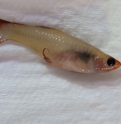 구피 질병 증상(백점병&amp;#44; 마우스펑기&amp;#44; 솔방울병 등)