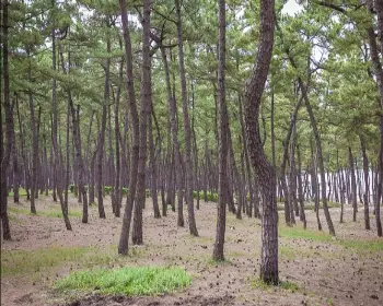 연곡 솔향기 캠핑장_19