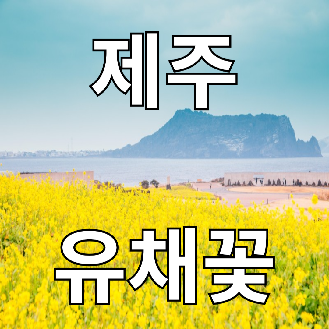 제주 유채꽃 필수 코스