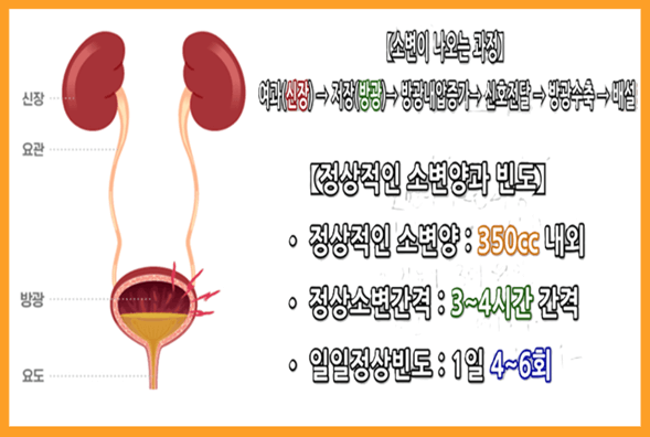 소변이-자주-마려운-증상