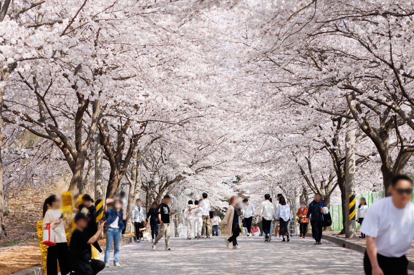 고창-벚꽃축제