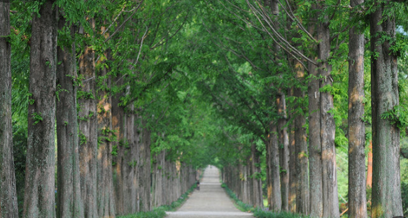 나주 산림자원연구소 메타세콰이어길 봄
