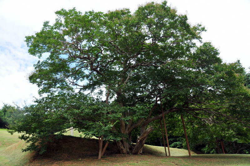 800년의 역사를 가진 양정 배롱나무