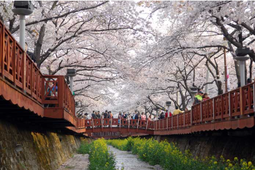 진해 군항제 벚꽃 개화