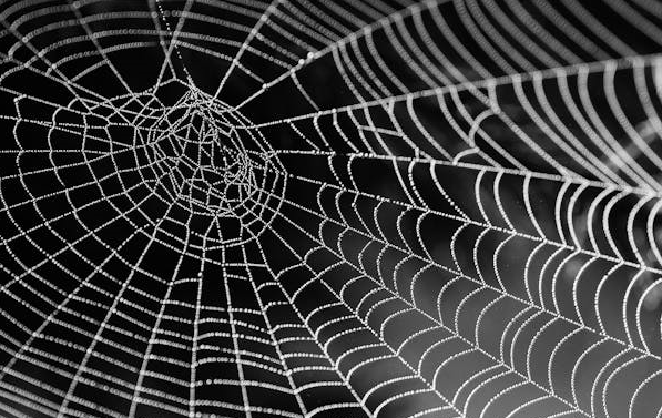 거미줄의 시간성을 활용한 슬로우 미디어 실험