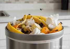 초파리가 생기는 진짜 이유