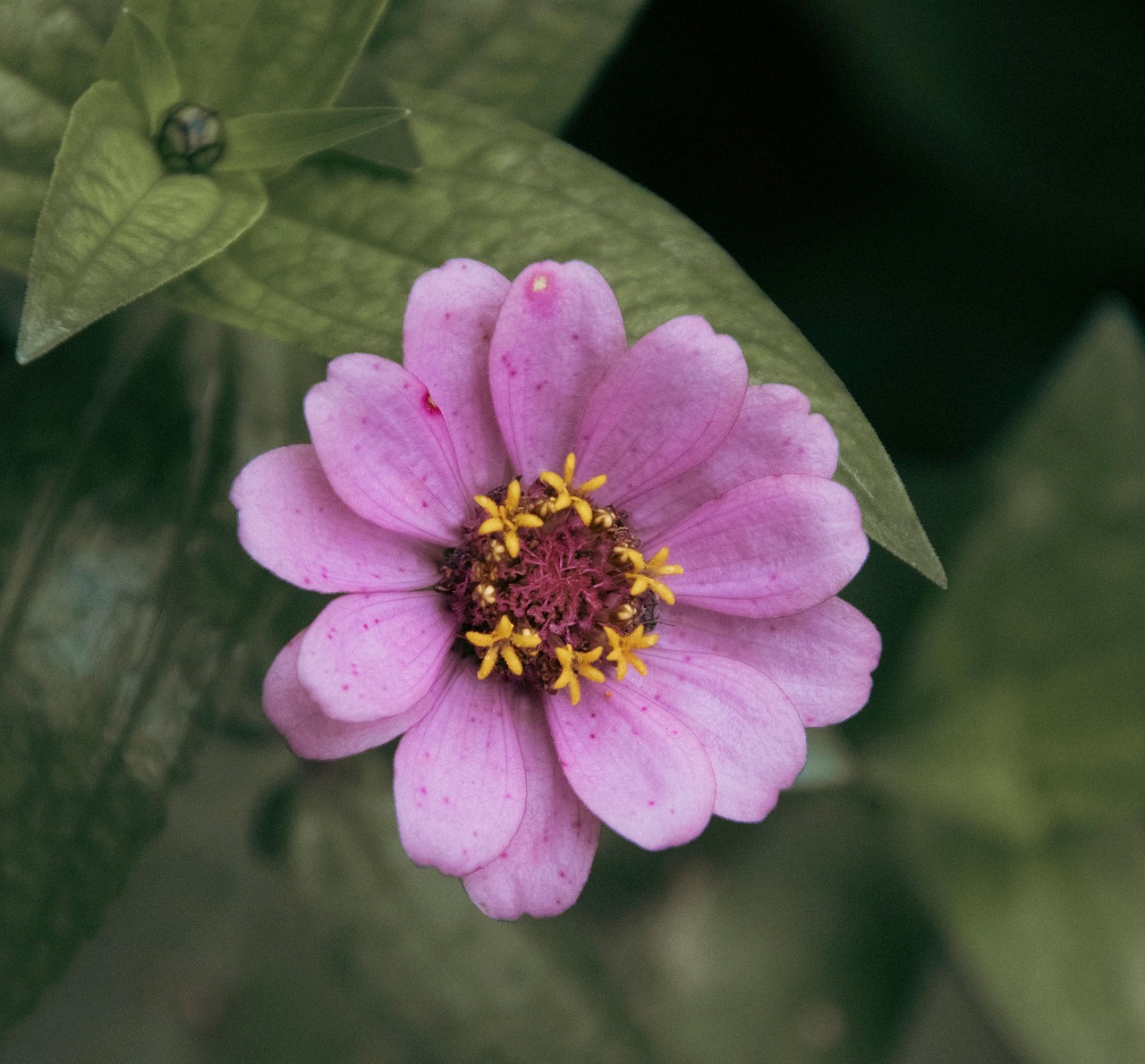 담양 명옥헌 원림 배롱나무