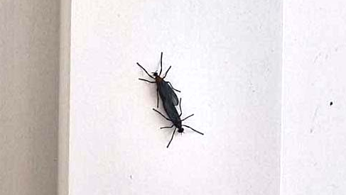 러브버그 정체 출몰 이유, 시기, 퇴치 방법 총정리