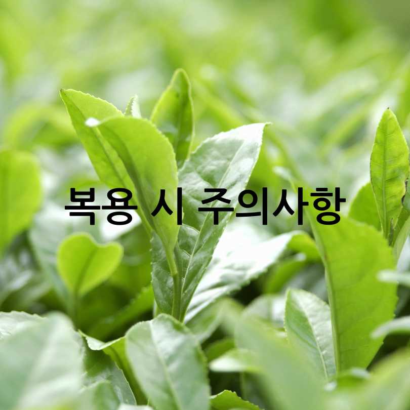 테아닌 효능과 부작용 총정리