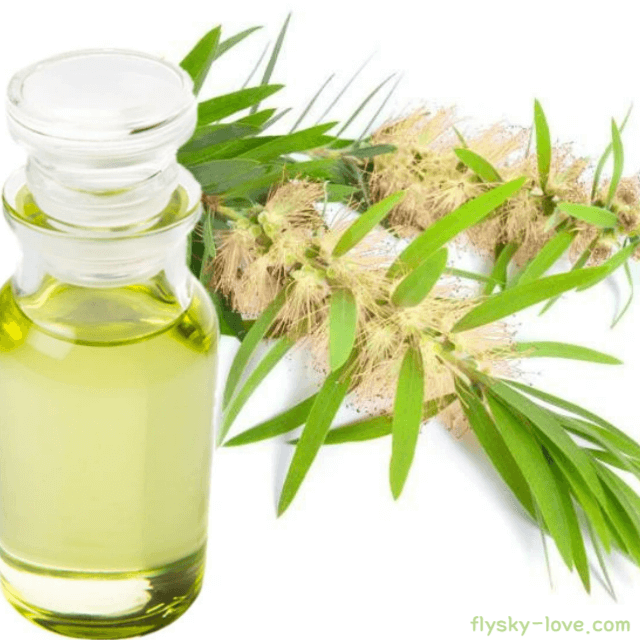 니아울리 (Niaouli) 오일