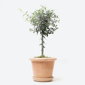 올리브 나무 키우는법 5가지 치명적 실수와 해결책 총정리를 안내_13