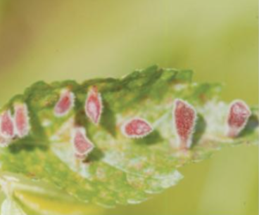 검은배네줄면충