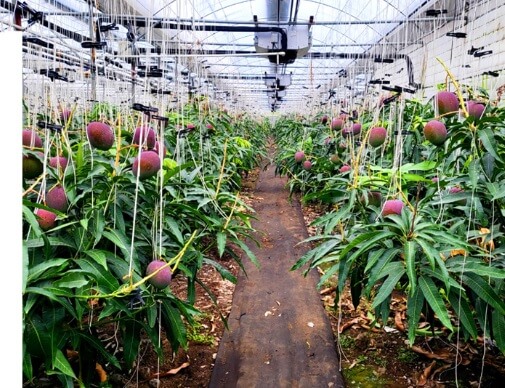 생생정보 수확의 달인 제주 애플망고 섬 농업회사법인 주문방법 생생정보2302회