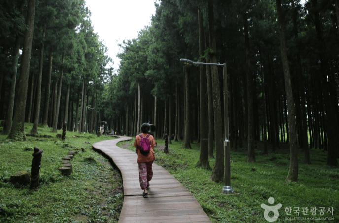 제주 절물자연휴양림