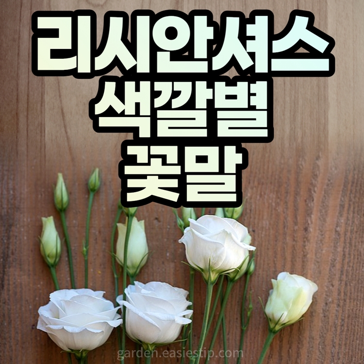 리시안셔스 꽃말
