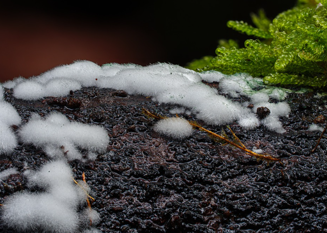 대양의 미생물 생태계: 지구의 숨겨진 보물