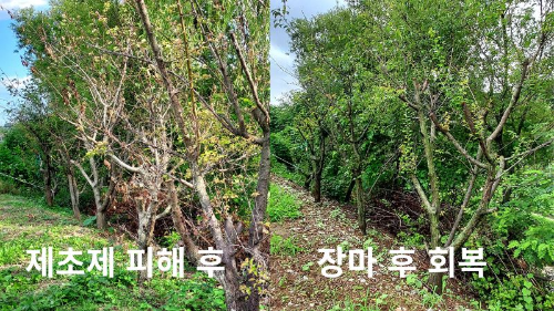 제초제 피해 후 장마를 지나 새순이 올라온 매실나무 비교 사진