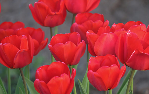 튤립 개화 시기