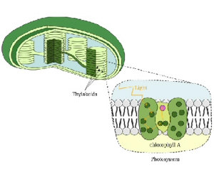 단백질 분해 효소