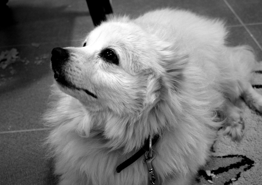 털이 많은 강아지