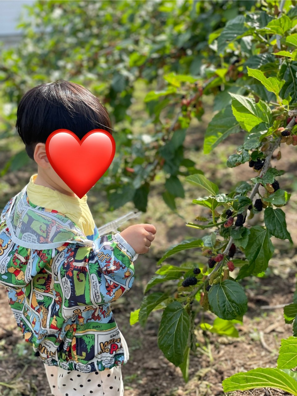 6시 내고향 오디 수확 체험 & 오디곰마들렌 만들기, 오디주문방법, 거제신촌농원
