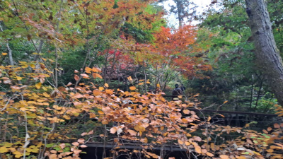 단풍명소_화담숲_이끼원