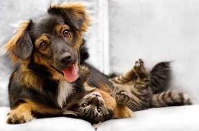 강아지와 감자/출처:어도비스톡