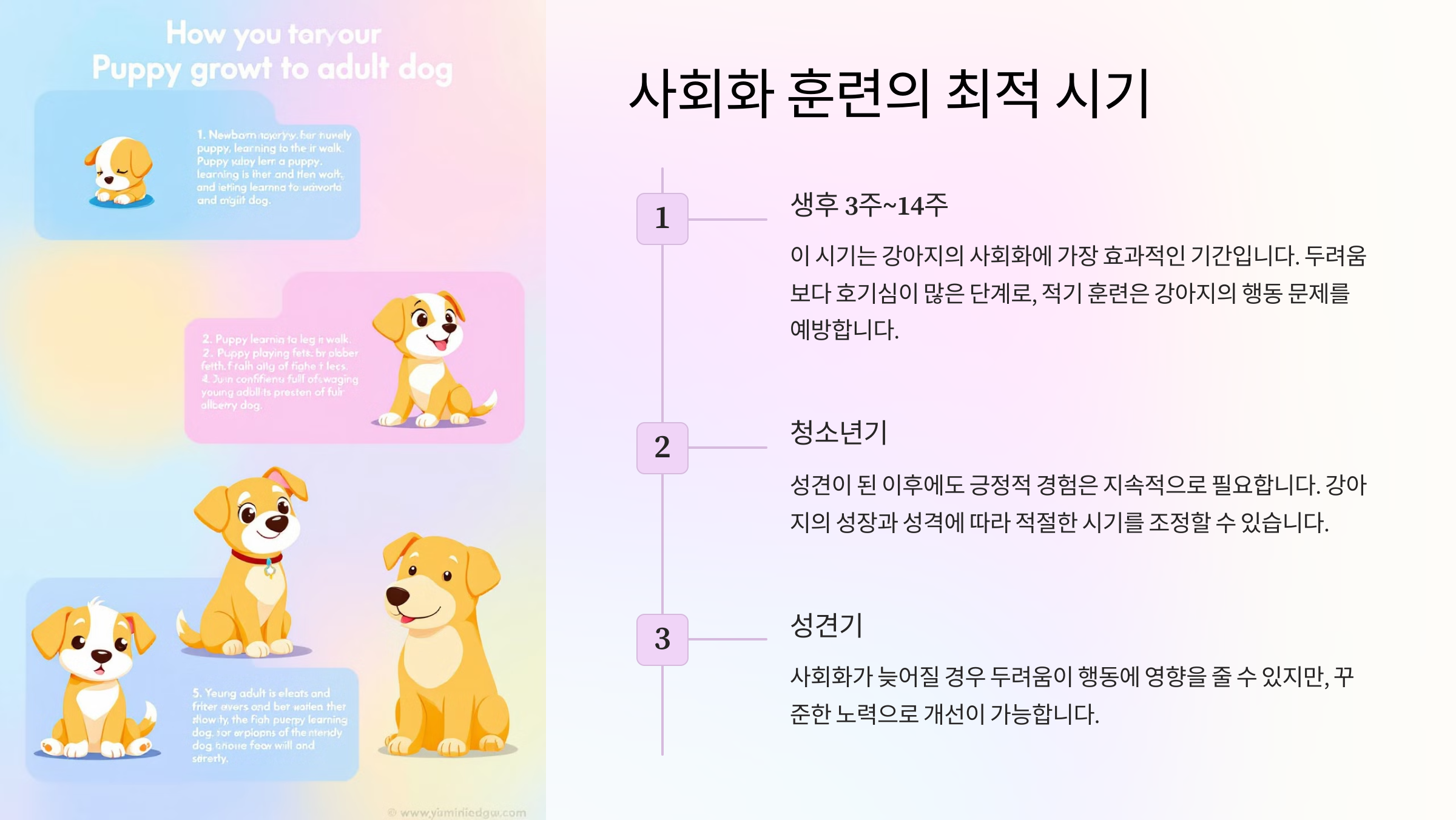 사회화 훈련의 최적 시기