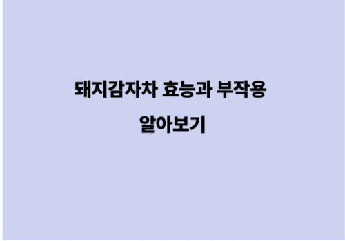 돼지감자차 효능과 부작용 알아보기