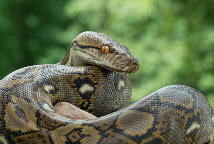 뱀보고무서워하는꿈