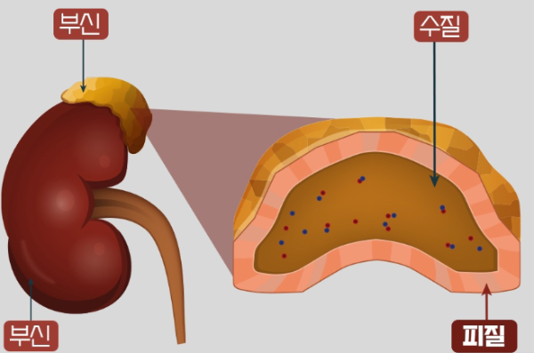 부신피질호르몬제 효능