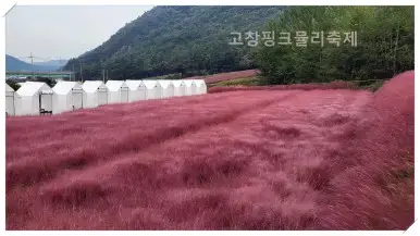 고창핑크뮬리축제
