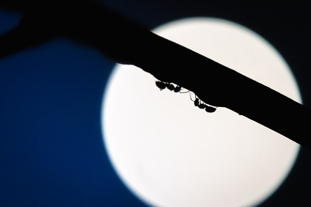 Ants
