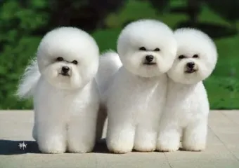 비숑 프리제 분양가격 종류 미니비숑 성격_33