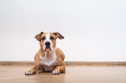 누워있는 강아지