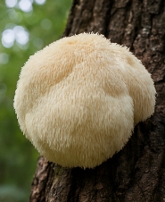 노루궁뎅이버섯 효능